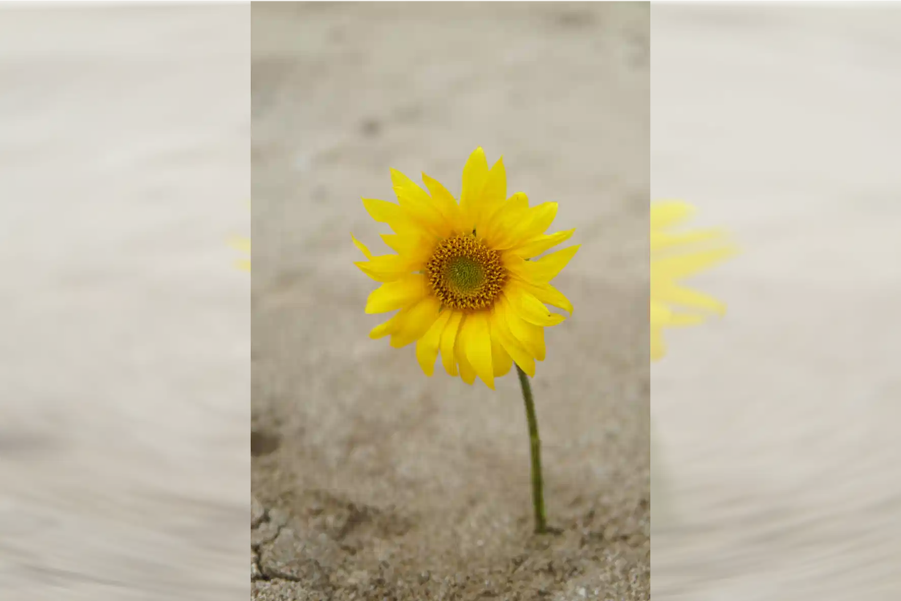 Bratadi & Monica 4.1